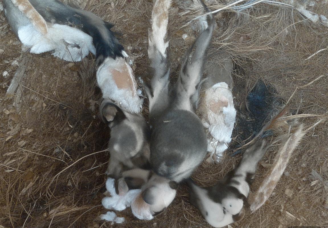 设计师公布S16季前赛改动，将针对世界赛版本-中欧电竞